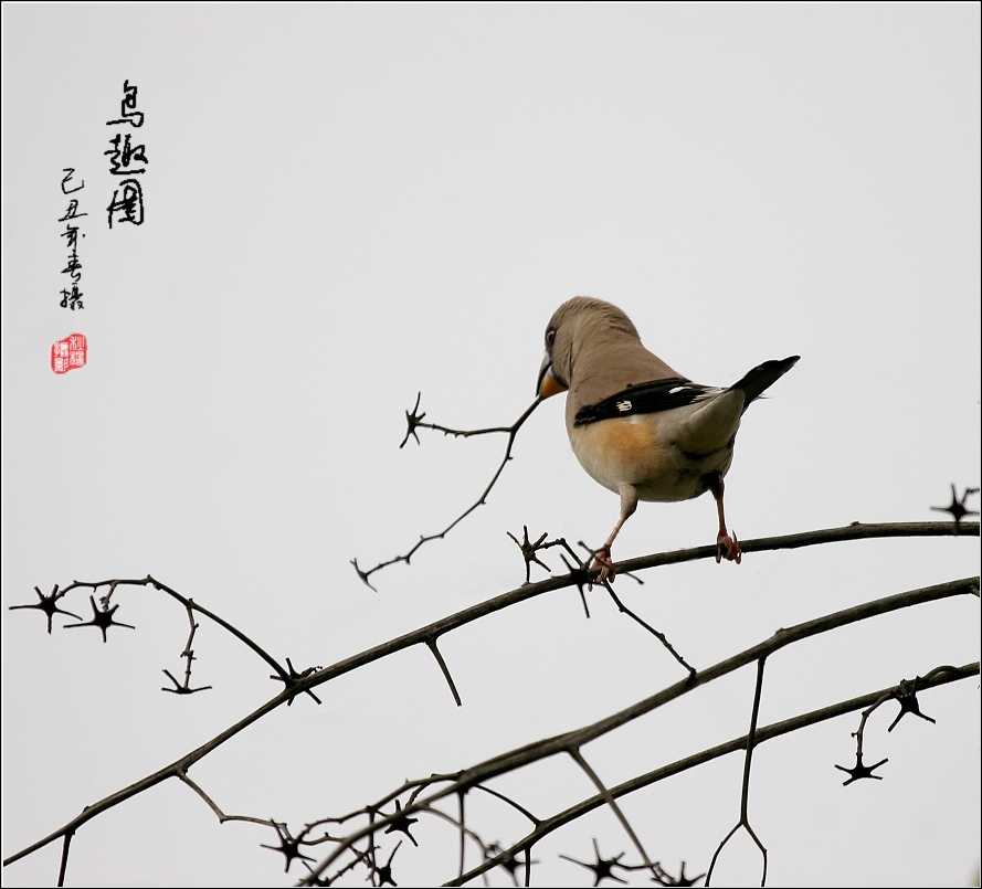 鸟趣图(170) 摄影 秋枫01