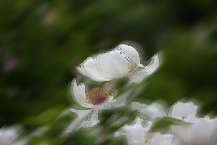 风中的牡丹 摄影 花影如梦