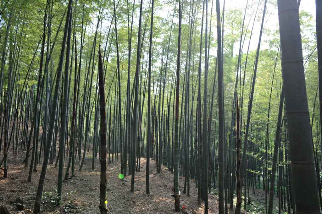 竹林深处见新竹 摄影 阿农学艺