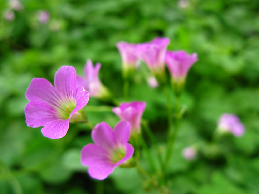 小花秀美 摄影 夜雨花仙