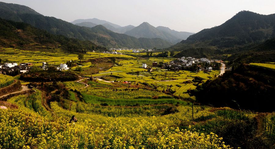 江南点滴2：黄色旋律（婺源江岭，请点大图） 摄影 色谷饥仙