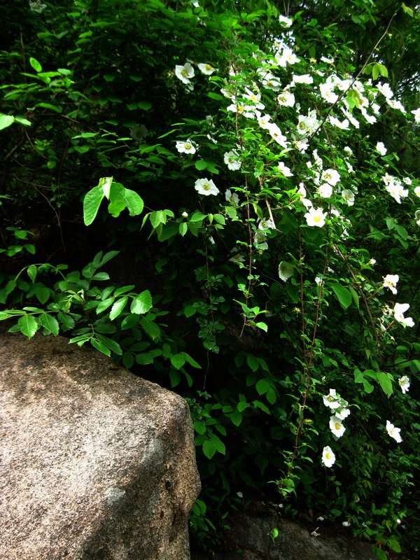 金樱子花 摄影 丰雨