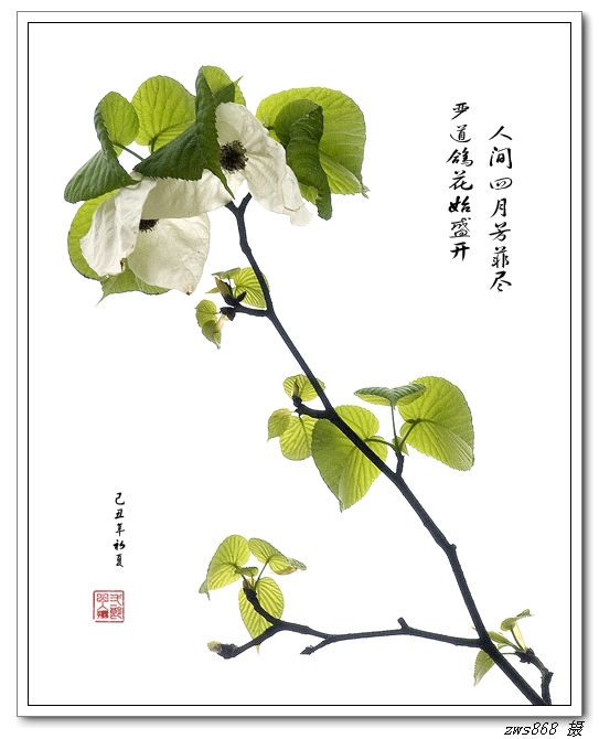 鸽子花开正当时 摄影 zwszws