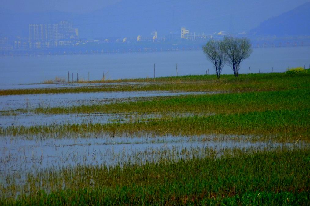 城市的肺-----湿地 摄影 青藤书屋