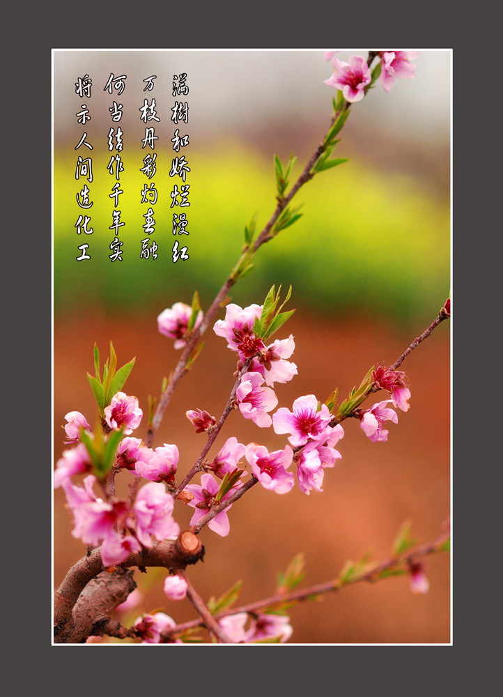 桃花 摄影 qsl772