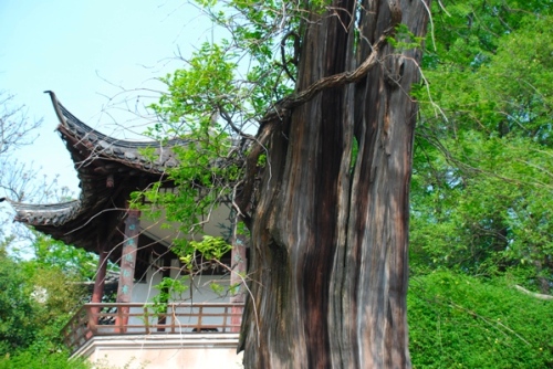 生死相依-扬州风景 摄影 巍然屹立