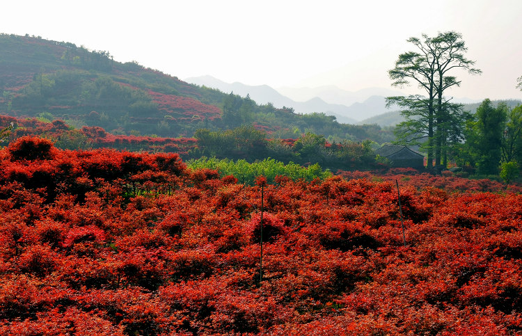 《红枫春山》 摄影 Robbin