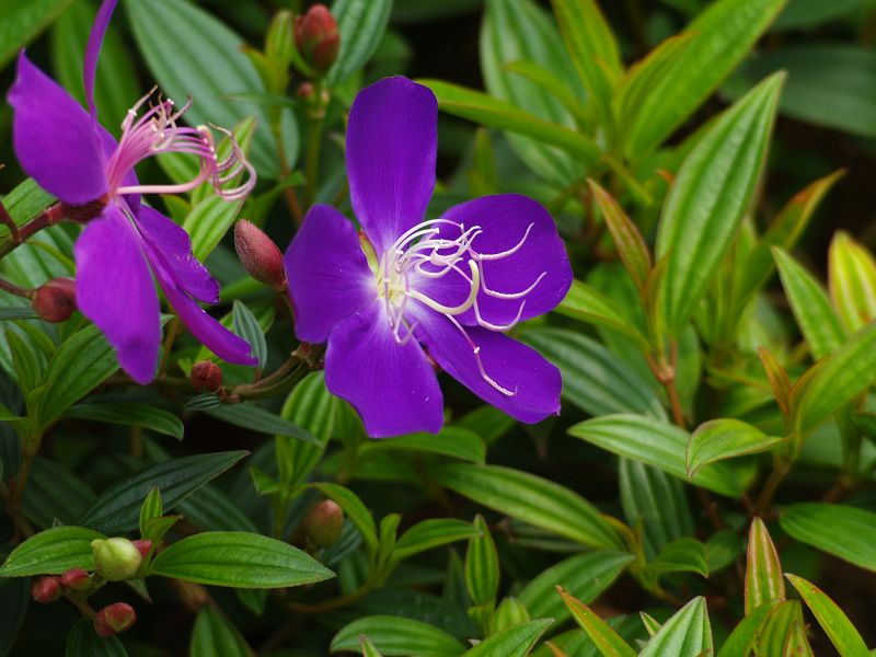 五一献花 摄影 万钧