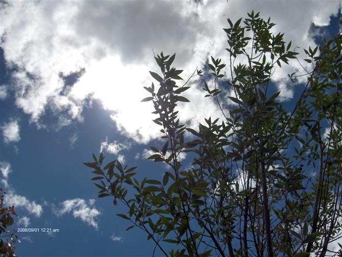 恋空 摄影 绽放的寞