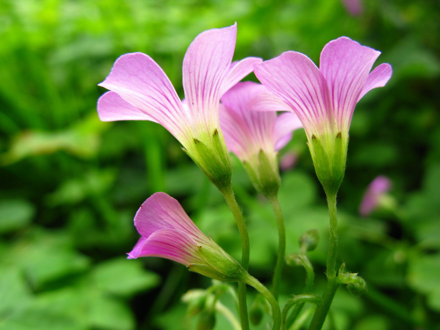 小花姝丽 摄影 夜雨花仙