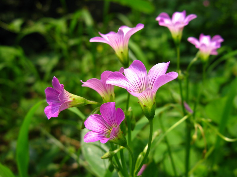 小花明媚 摄影 夜雨花仙