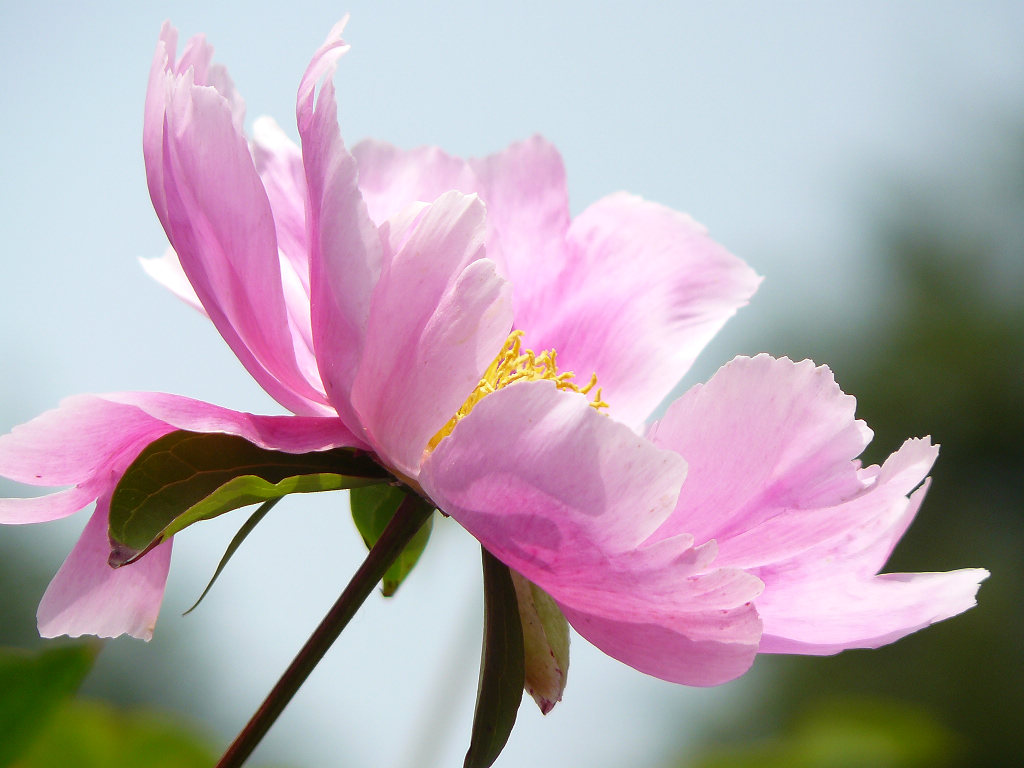 芍药 摄影 纳米眼