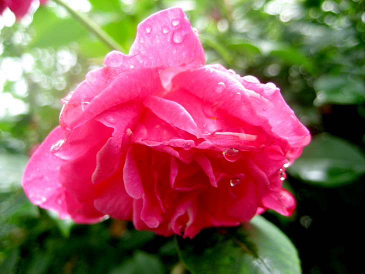 雨后 摄影 林风溪水