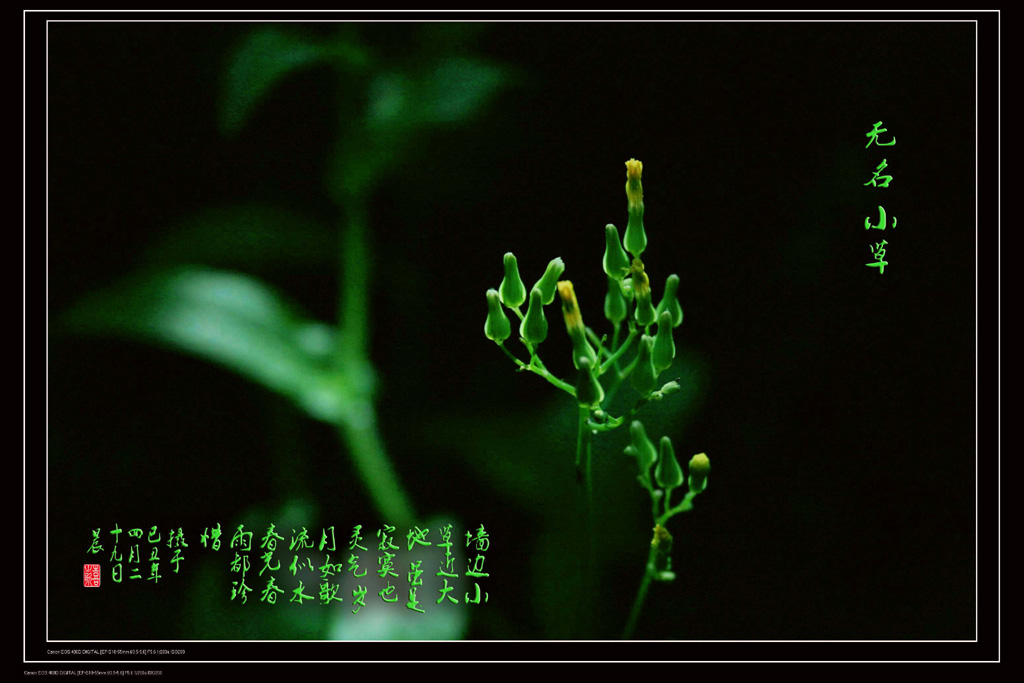 无名小草 摄影 天人一合