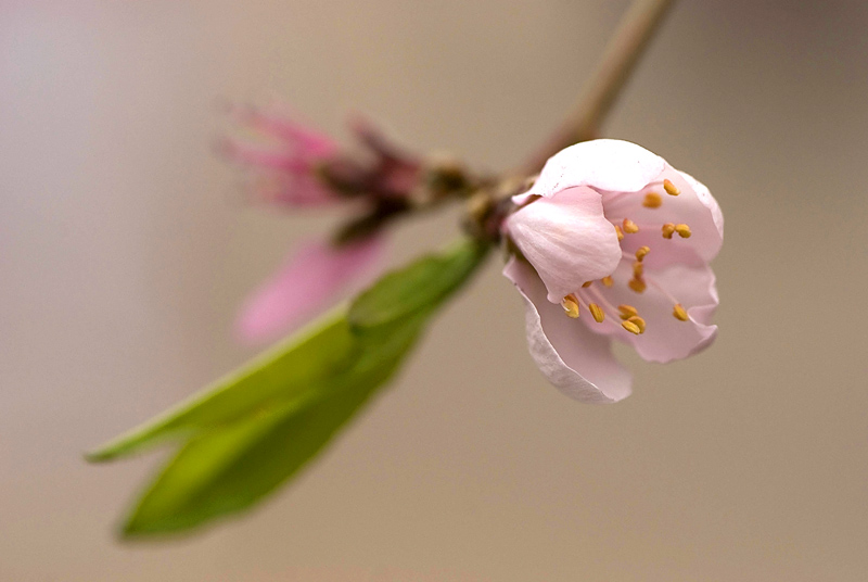 花开花落又一春 摄影 chunlan