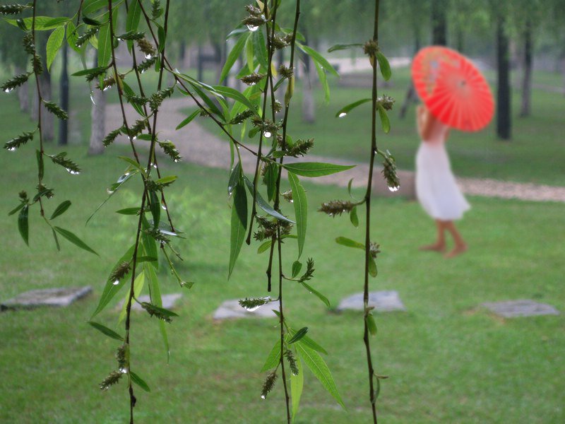 谷雨时节 摄影 丰雨