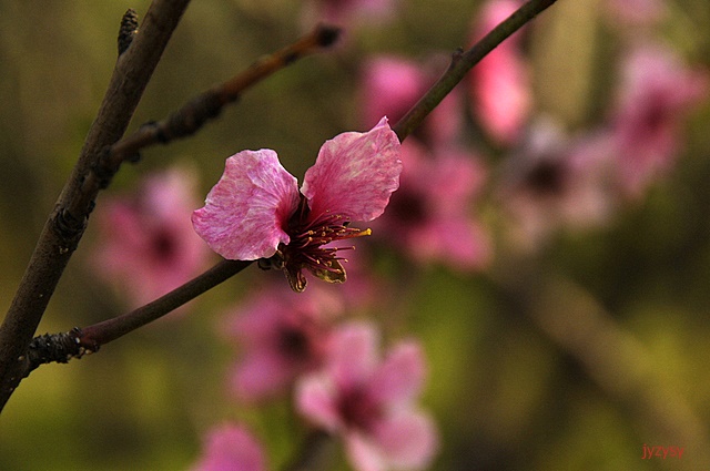 桃花 摄影 简约主义