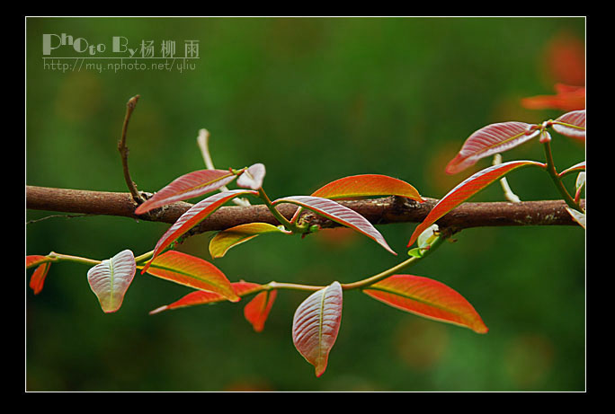 春之紅葉 摄影 楊柳雨