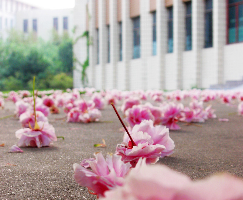 花满地 摄影 peacecao