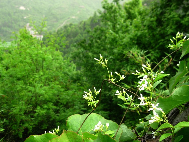 石络花 摄影 丰雨