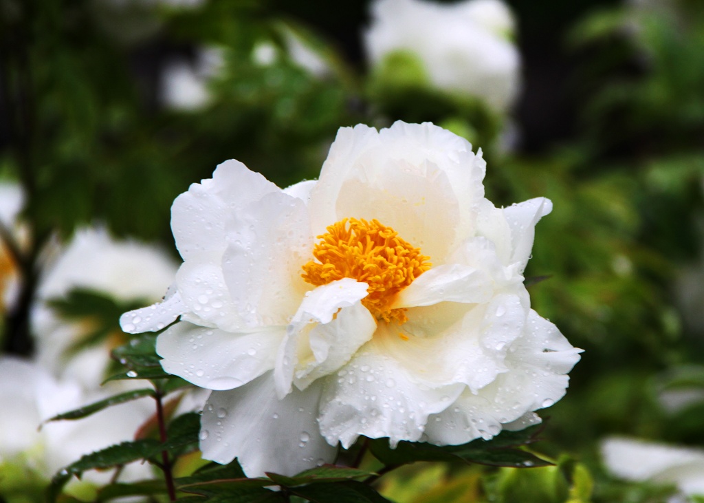 芙蓉 摄影 春雨下