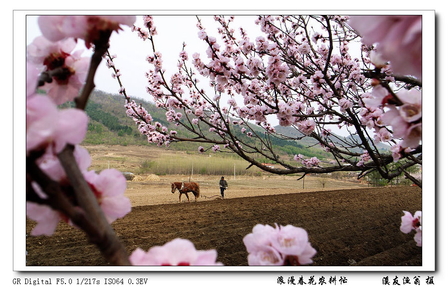 浪漫春花农耕忙 摄影 溪友渔翁