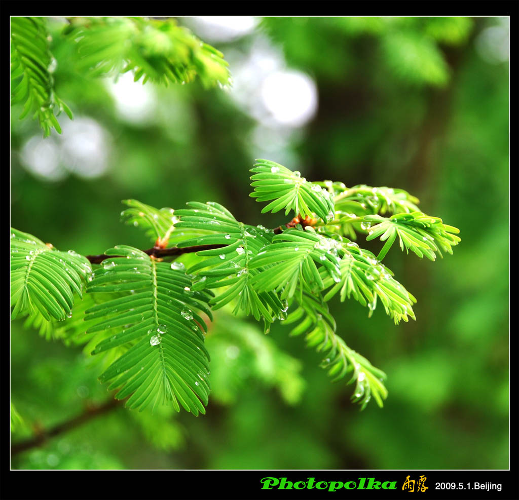 雨露 摄影 photopolka