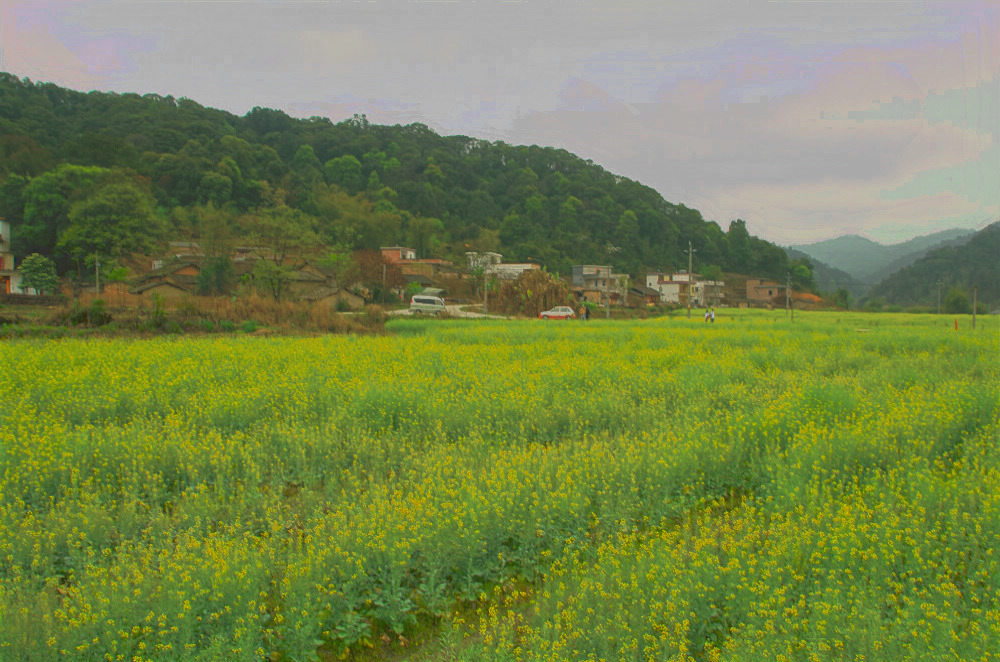 油菜花 摄影 西河清风