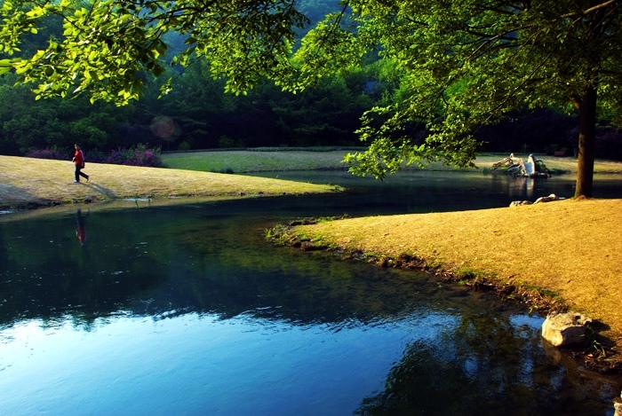 太子湾公园 摄影 高山松