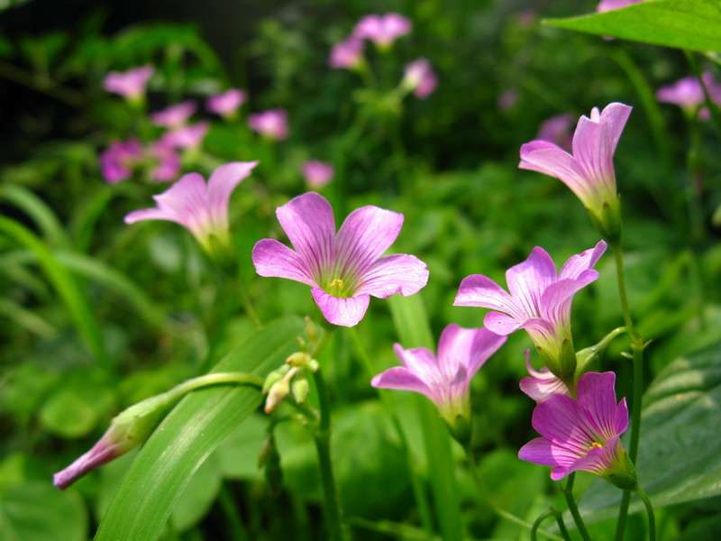 May It Be 摄影 夜雨花仙