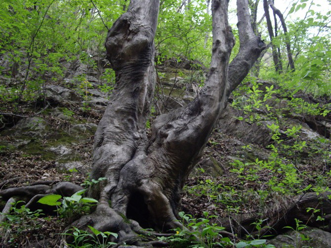 栾川寨沟奇树2 摄影 独山玉