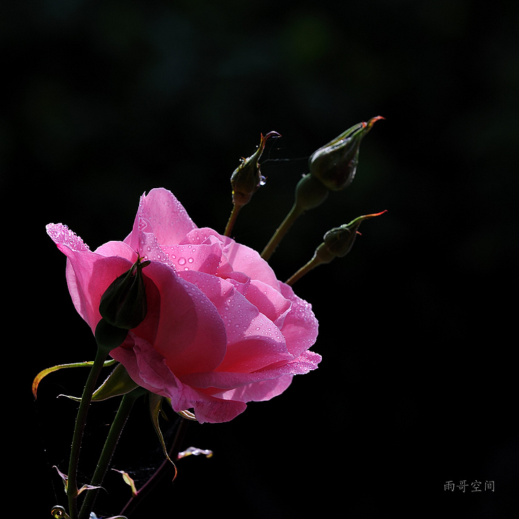 皇后花 摄影 雨哥