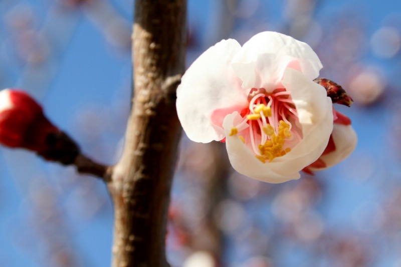 花蕊 摄影 笨笨朱