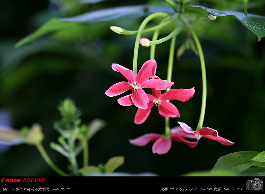 使君子花 摄影 耕石