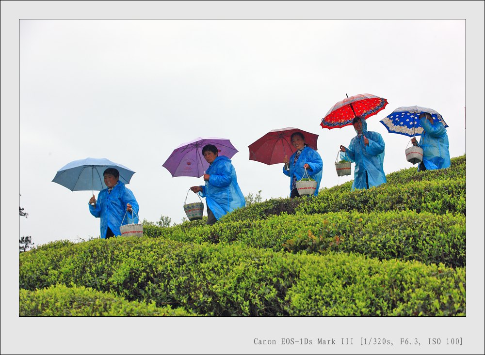 《雨中采茶归》 摄影 余姚彤影