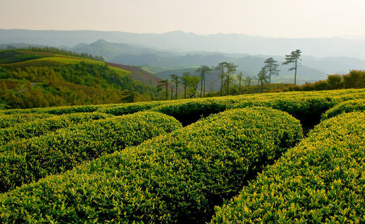 《茶山晨光》 摄影 Robbin