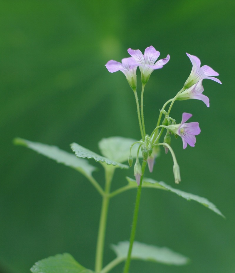 野花 摄影 pizazzYU