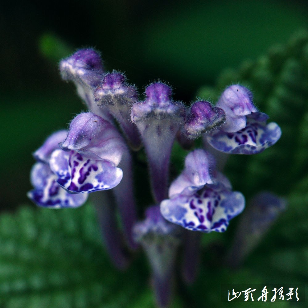 Tiger flower（韩信草、耳挖草） 摄影 山头舟