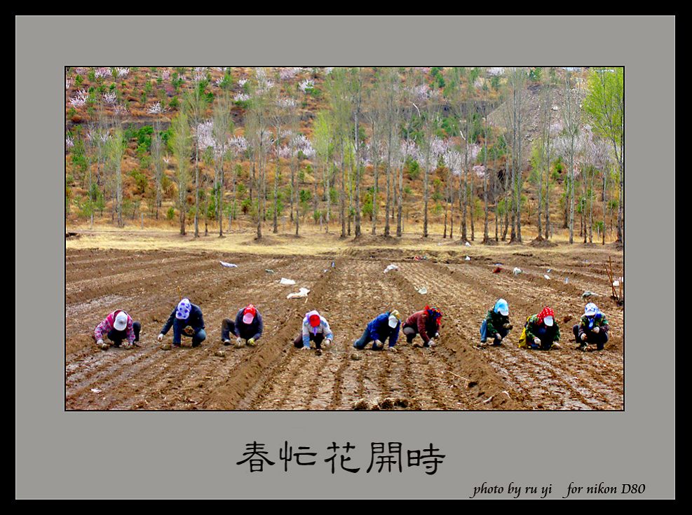 《春忙花开时》 摄影 如一