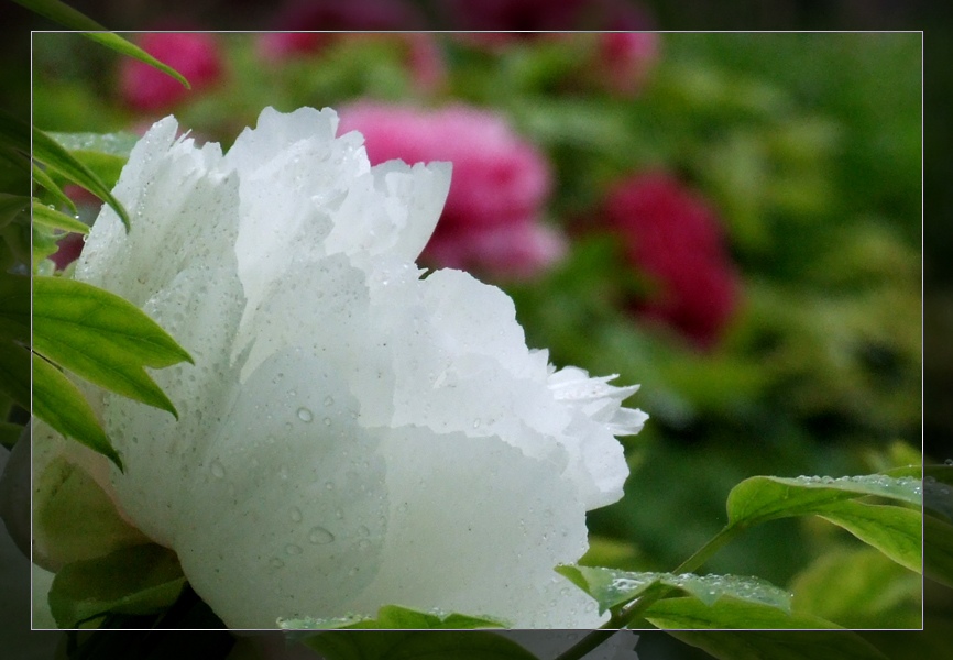 白牡丹 摄影 冰山雪莲