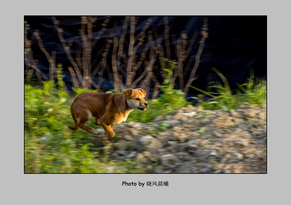 《追捕》 摄影 晓风晨曦