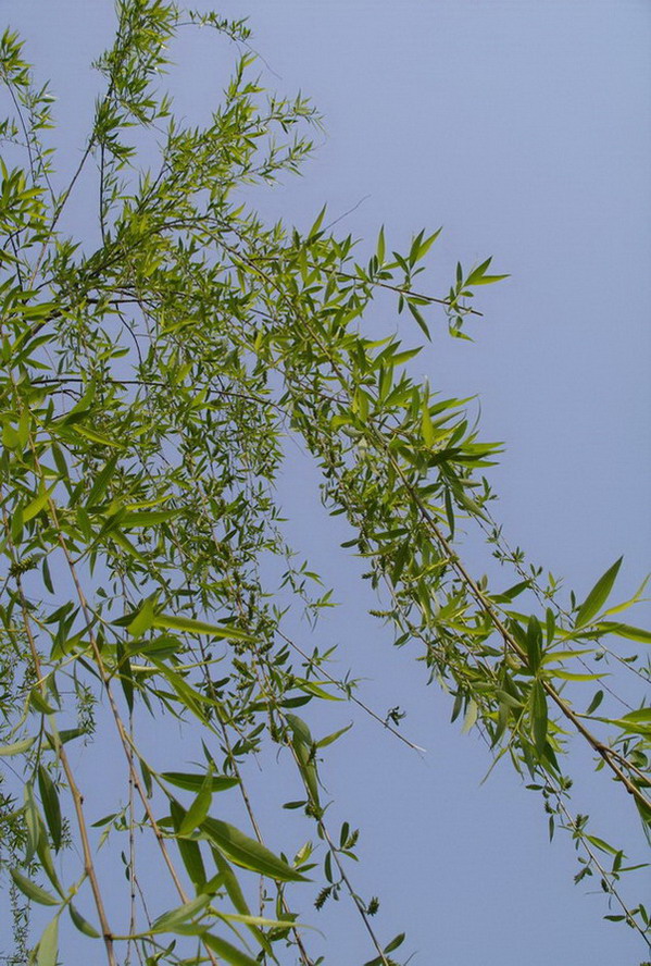 仰望天空（５） 摄影 牯牛绛