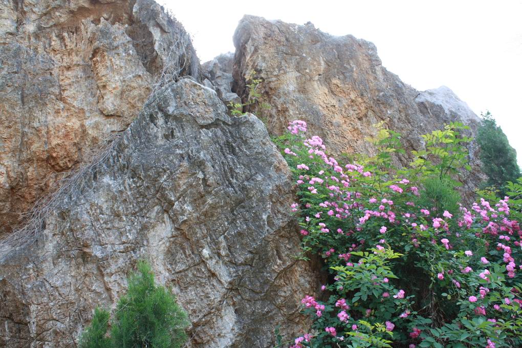 山花 摄影 河山锦绣