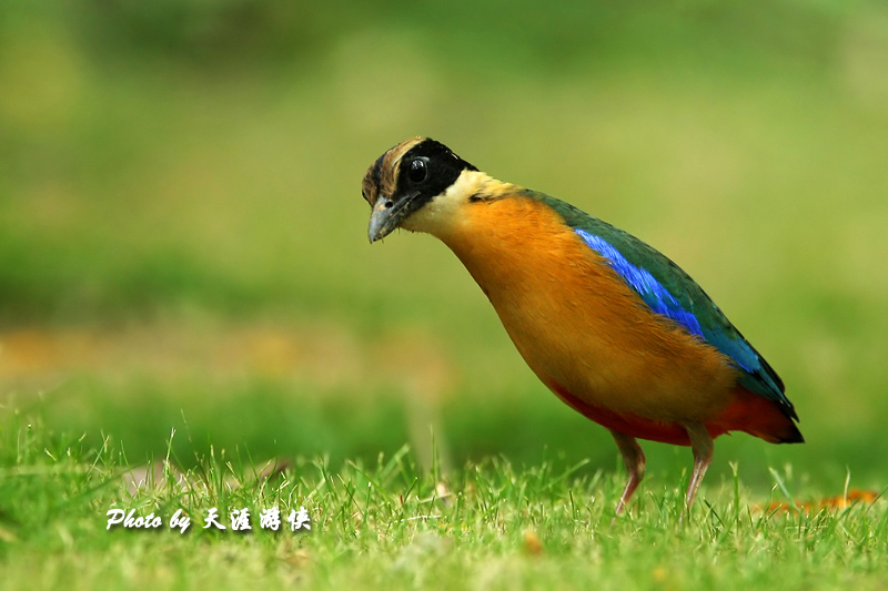 蓝翅八色鸫 摄影 天涯游侠