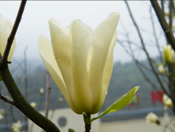 玉兰花 摄影 于搏