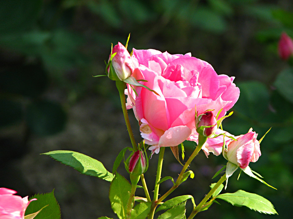 月季花1 摄影 静静的月亮