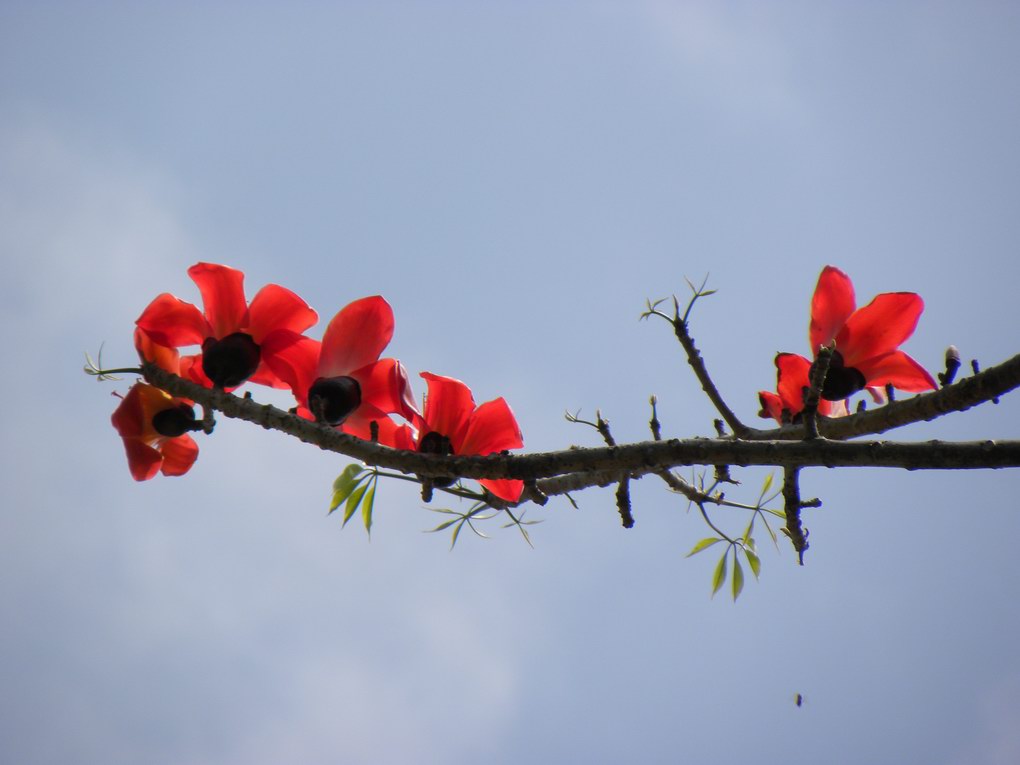 五月，木棉花正红 摄影 张玉祥