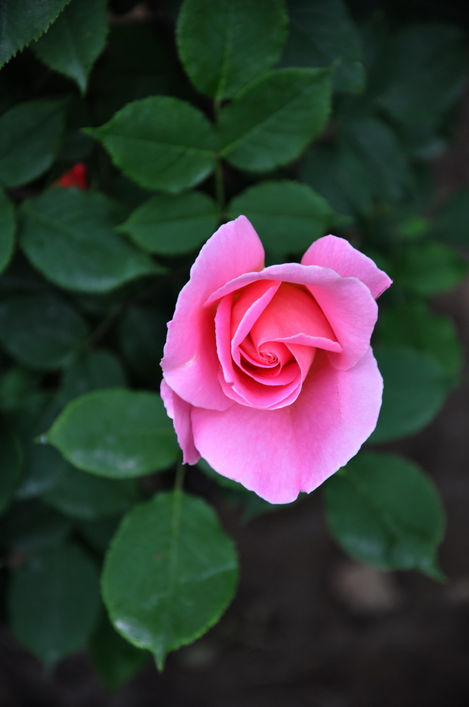 月季花 摄影 中原山人