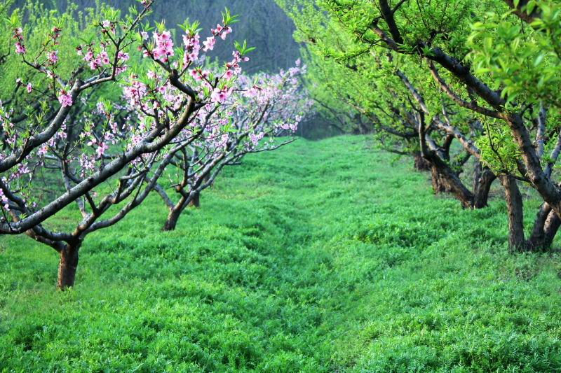 桃花源 摄影 河山锦绣