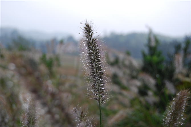 狗尾草 摄影 tt熊